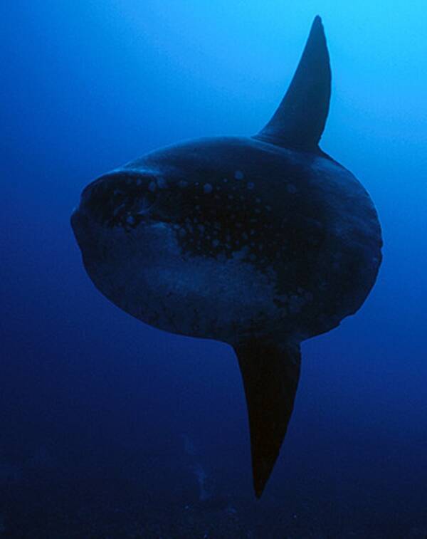 Mola Mola In The Dark Ocean