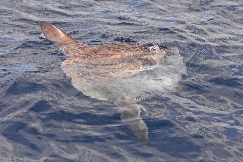 Mola Mola Sunbathing