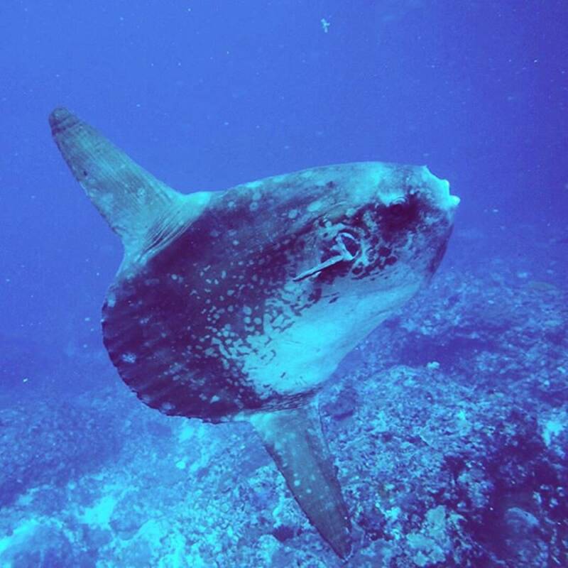 Mola Mola Swimming Near Reef