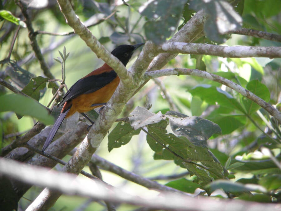 Perched Hooded Pitohui