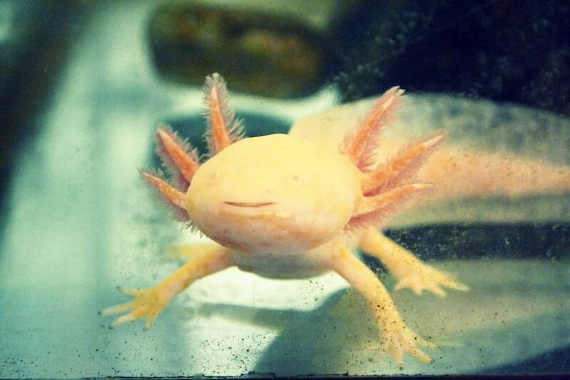 Pink Axolotl