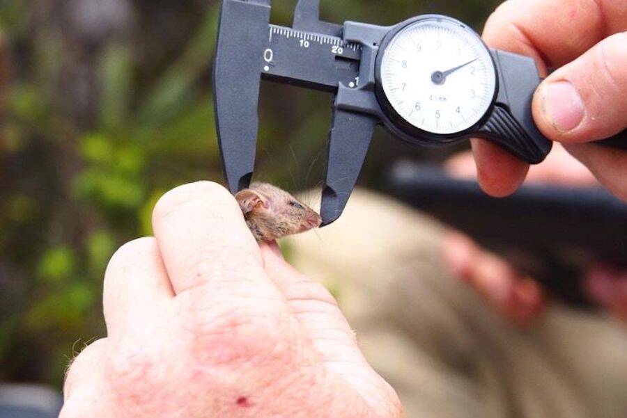 Pygmy Possum Being Measured
