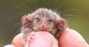 Pygmy Possum Smiling