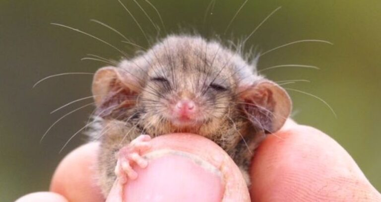 Pygmy Possum Smiling