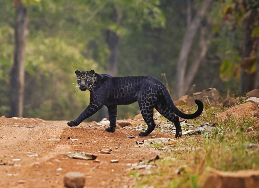 Rare Black Leopard