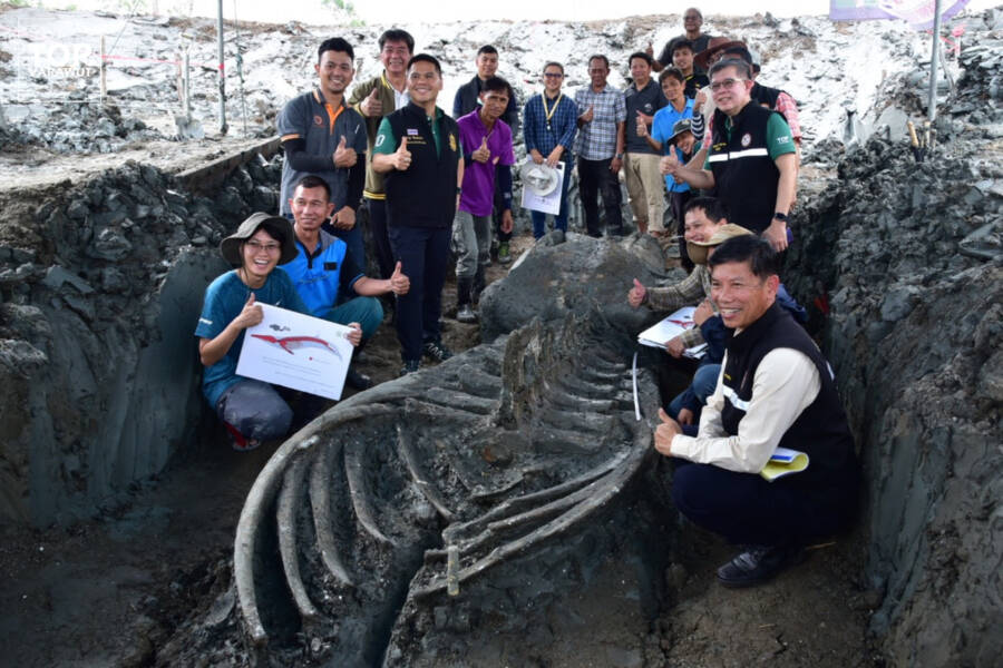 Researchers And The Ancient Whale Carcass