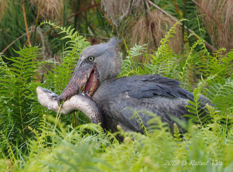 shoebill stork eating crocodile