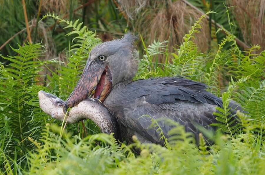 Shoebill Eating Lungfish