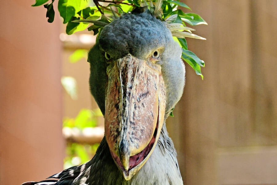 Shoebill Face Up Close