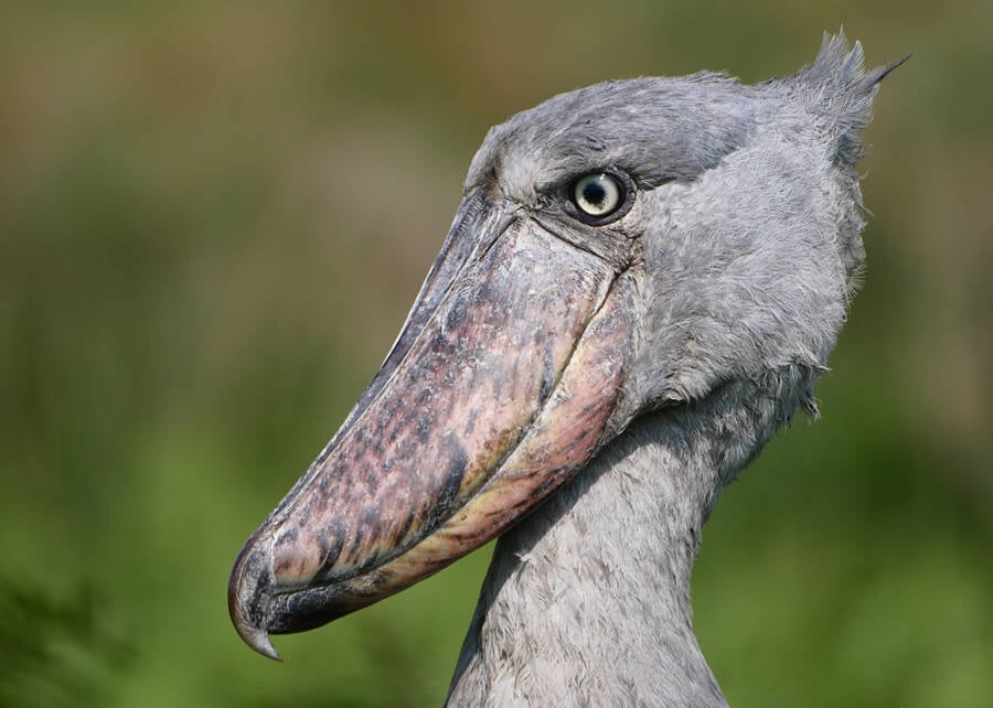 Shoebill From The Side