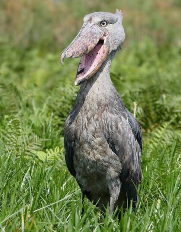 Shoebill Standing In The Wild