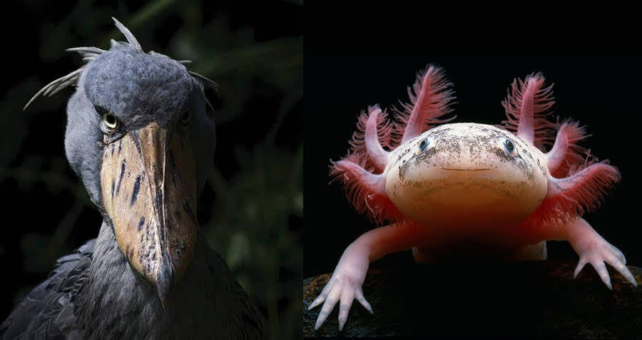11 Jaw-Droppingly Weird Animals That Are Too Alien To Be Earthly