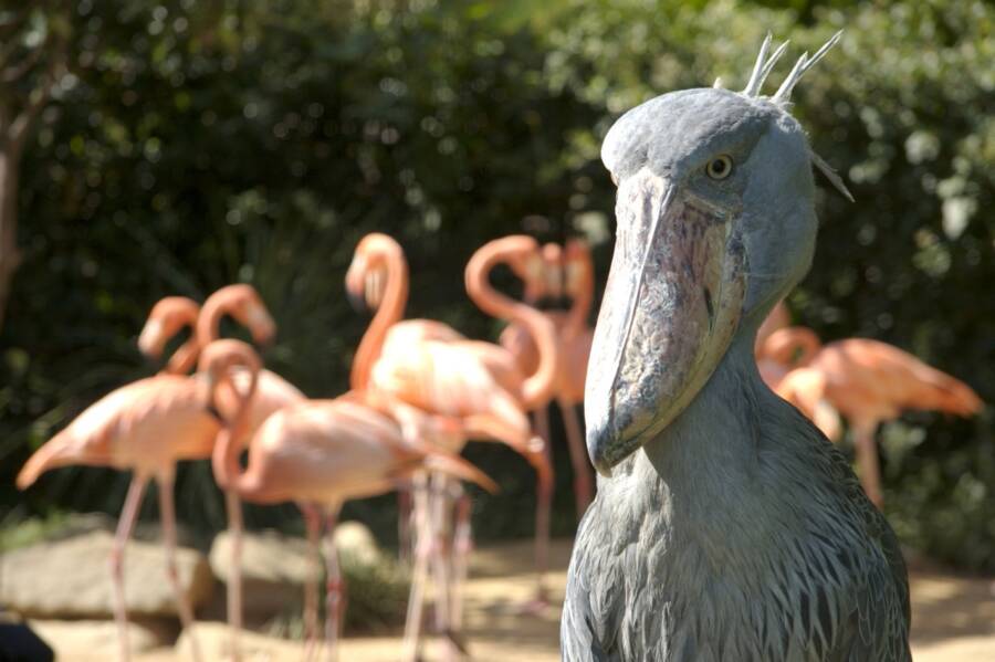 shoebill pelican