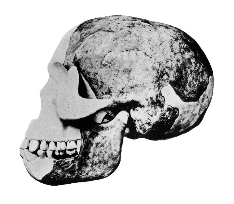 Skull Of Piltdown Man