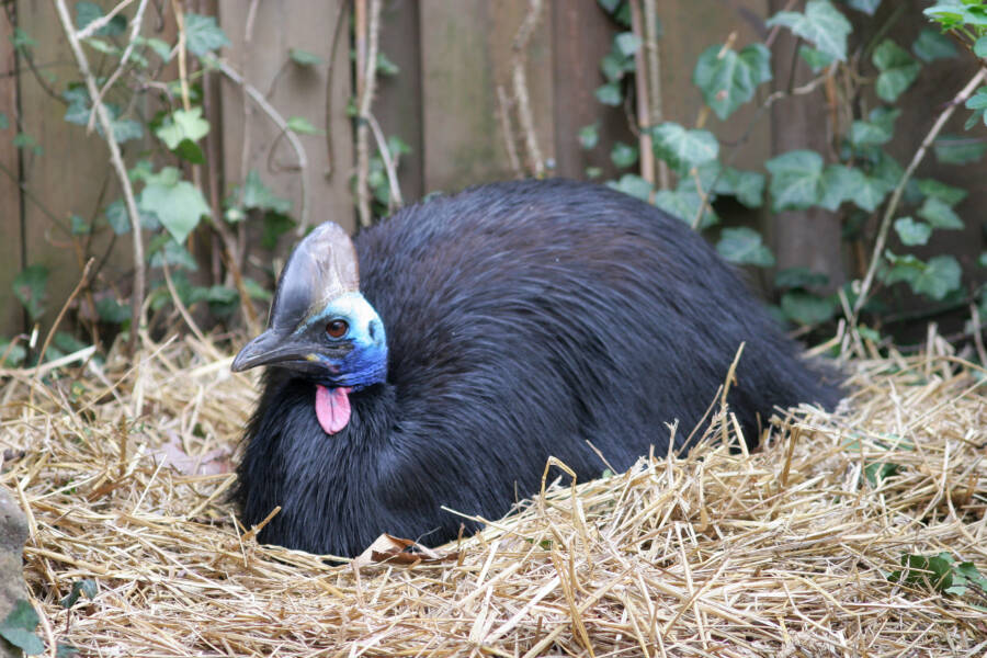 Southern Cassowary Resting