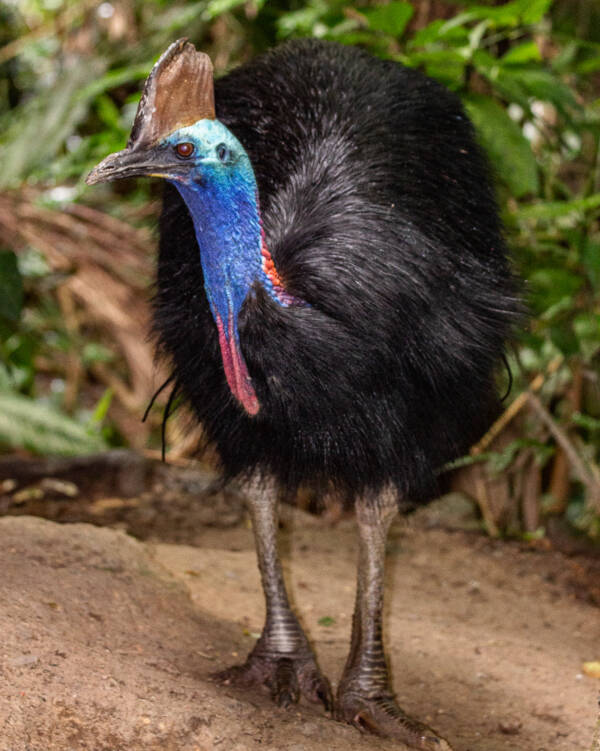 Southern Cassowary Standing In Dirt
