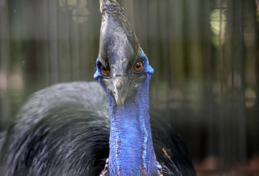 Scary Big Bird Southern Cassowary Staring