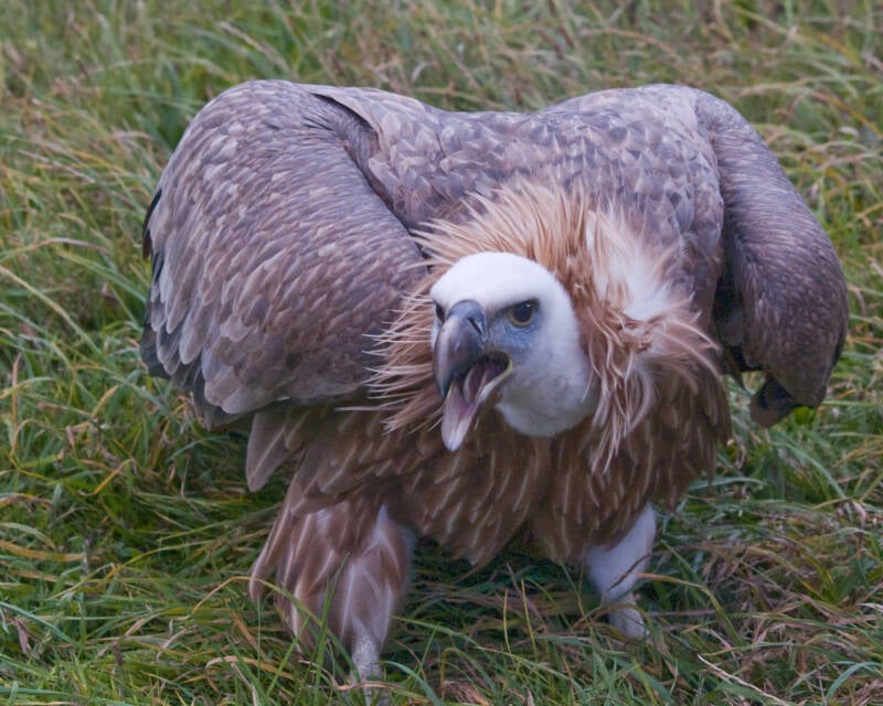 Scary Griffon Vulture Bird