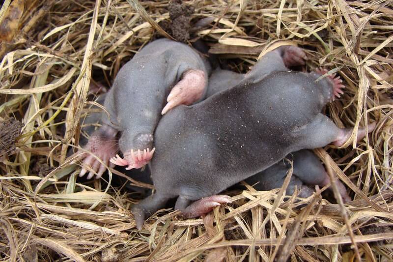 Star Nosed Mole Babies