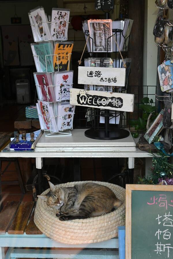 Store Cat