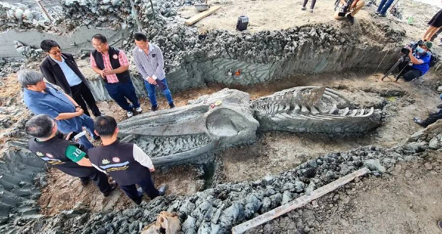 Well-Preserved, 5,000-Year-Old Whale Skeleton Discovered In Thailand