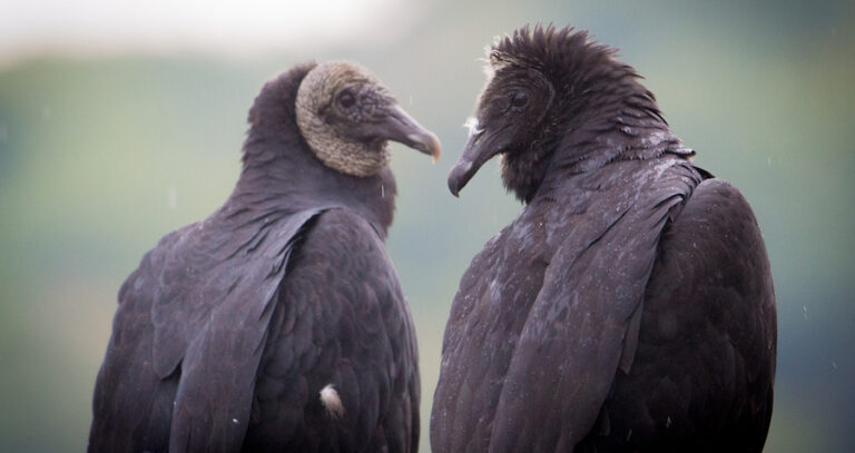 Two Black Vultures Together