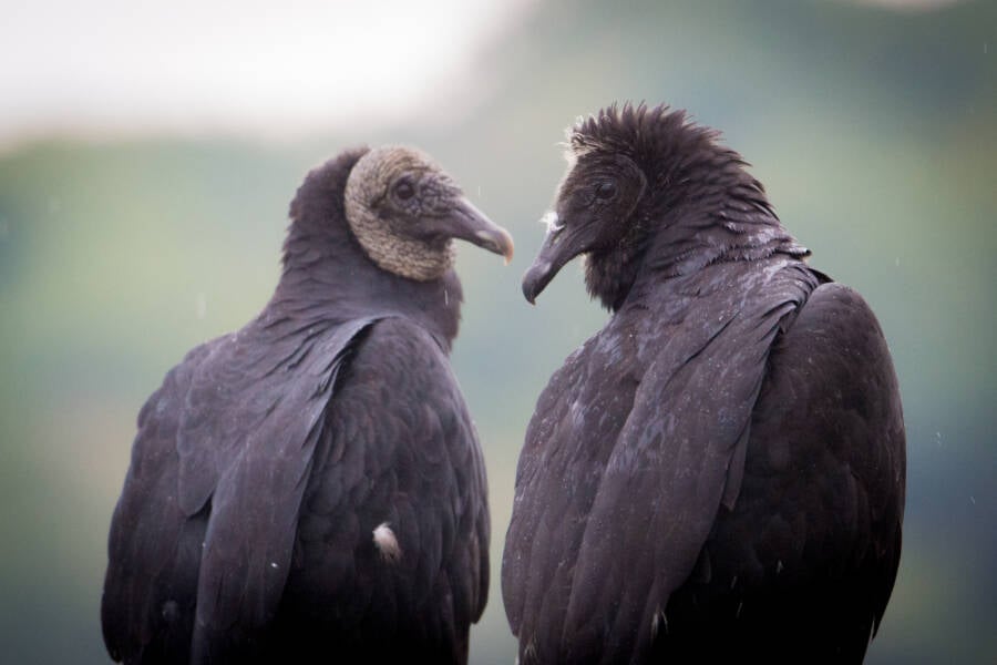 Two Black Vultures