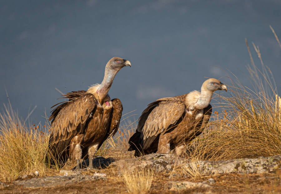 Two Griffon Vultures