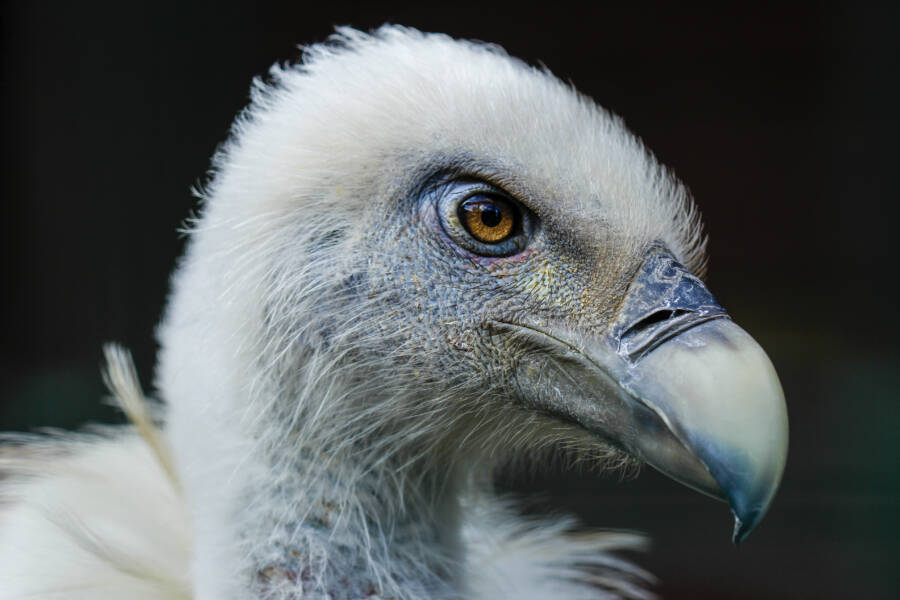 9 Scary Bird Species That Will Give You The Creeps