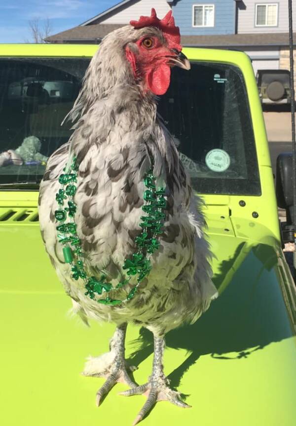 Blue The Chicken Wearing A Ribbon