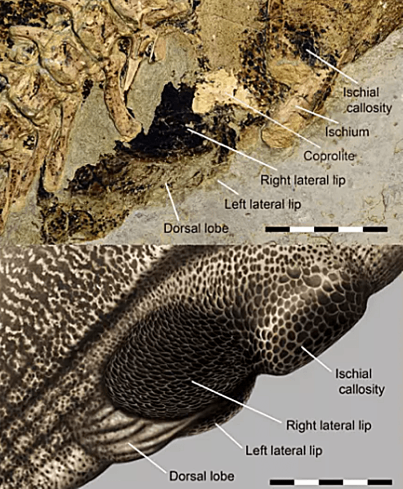 Cloacal Vent