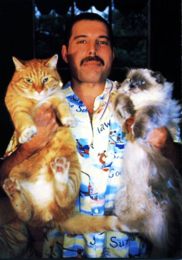 Freddie Mercury Cats