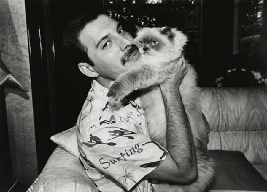 Freddie Mercury Cuddling Cat