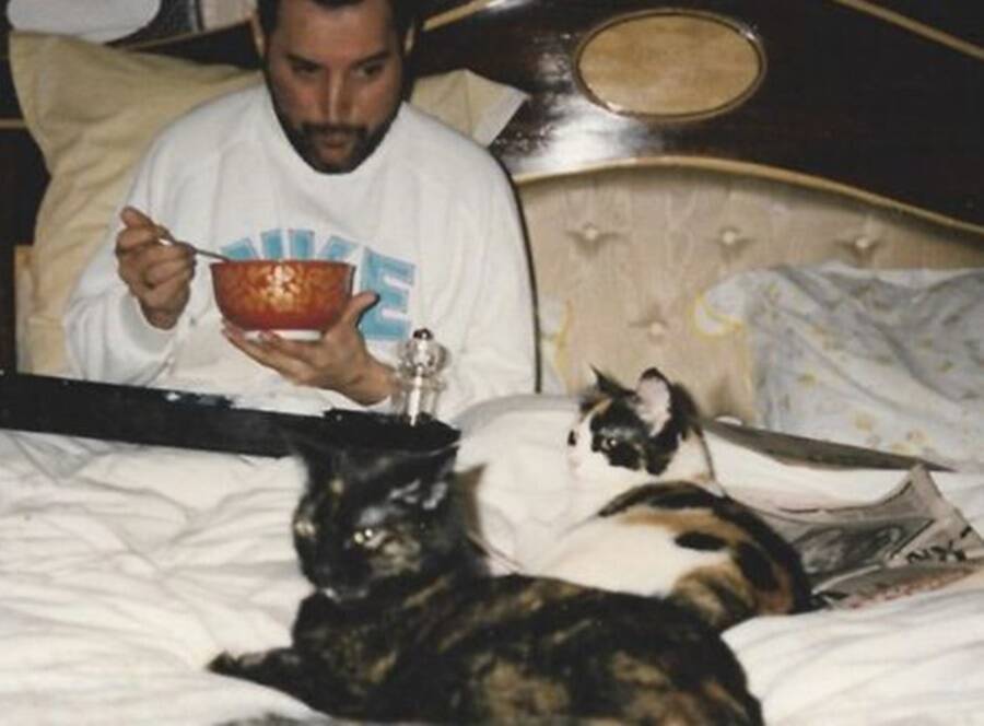 Freddie Mercury In Bed With Cats