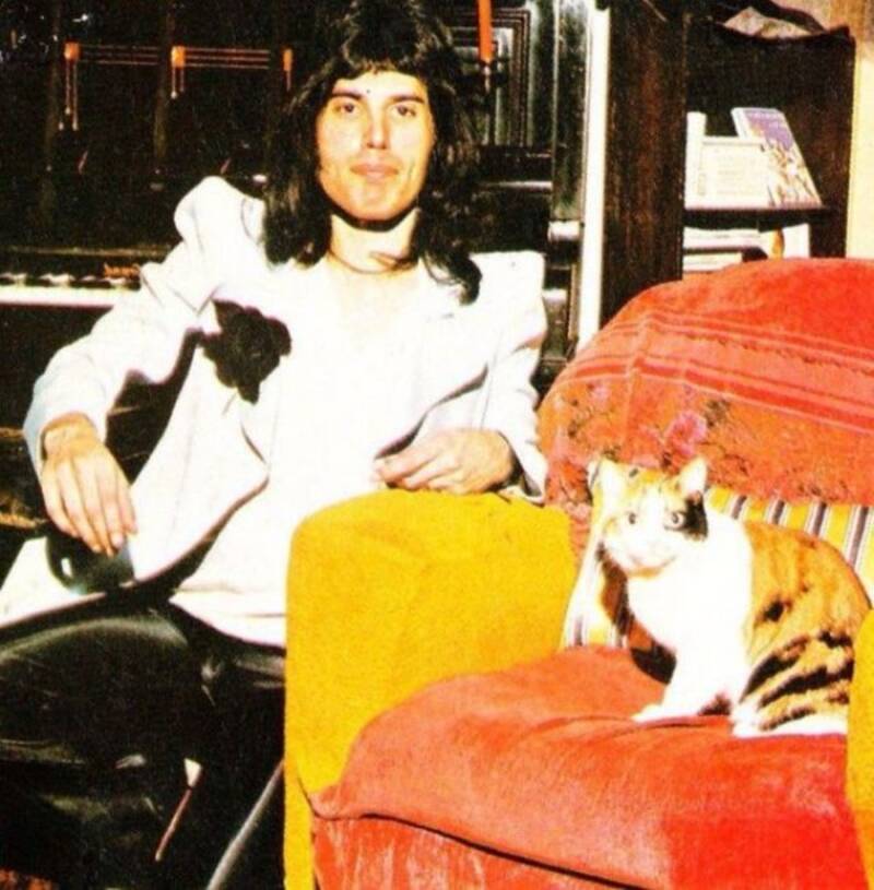 13 Rare Photos Of Freddie Mercury And His Cats