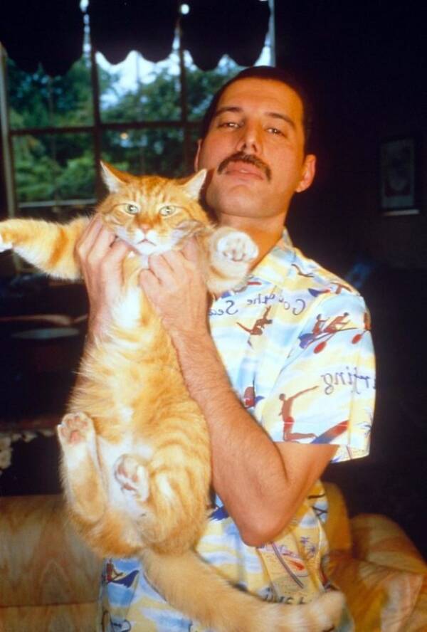 freddie mercury cats