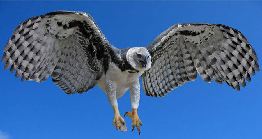 Harpy Eagle in flight. <3  Harpy eagle, Rainforest animals
