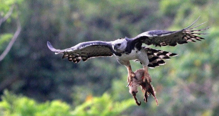 Harpy Eagle Foot