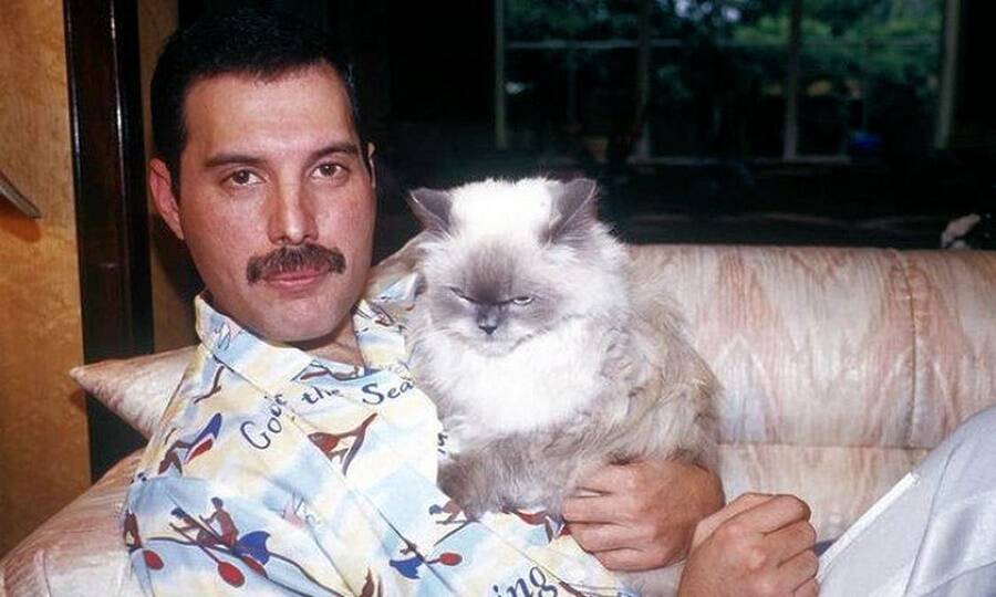 Mercury Holding Cat