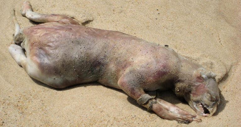 Montauk Monster
