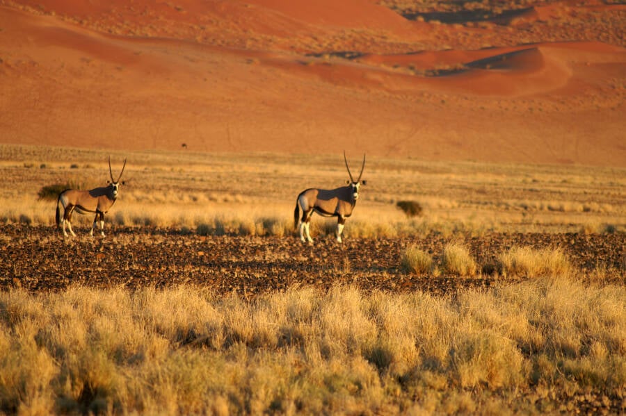 Inside Sossusvlei, The Crown Jewel Of The Namib Desert