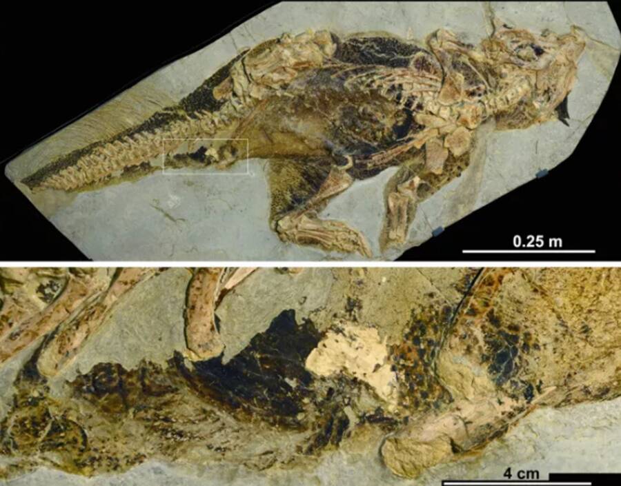  A fossilized dinosaur, preserved in volcanic ash, shows remarkable preservation of soft tissues.