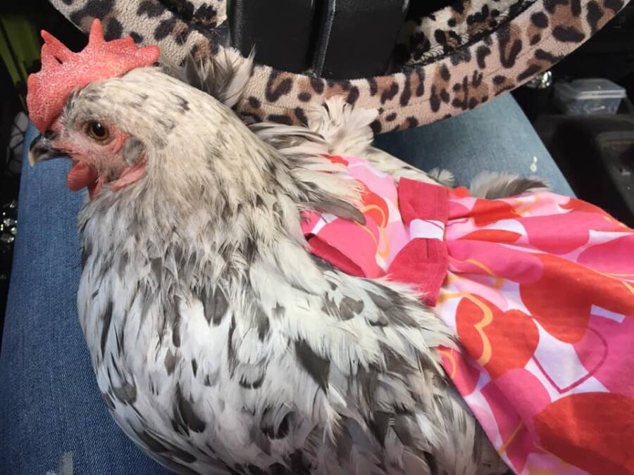 Blue The Chicken