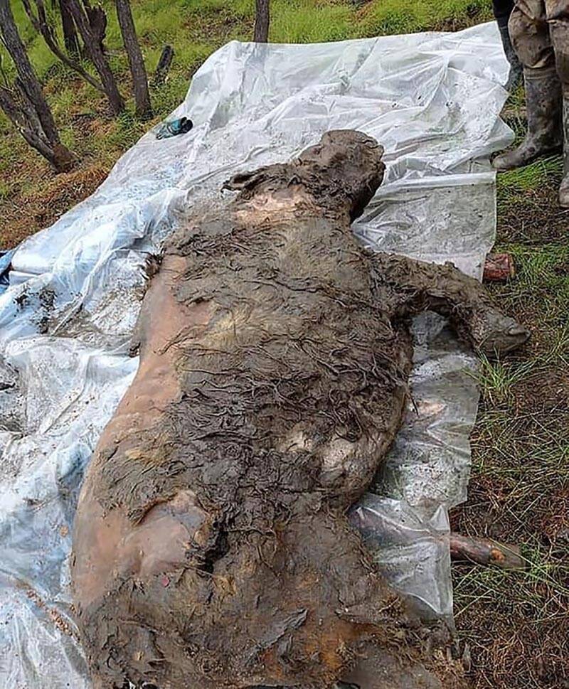 Woolly Yakutia Rhino Full Body