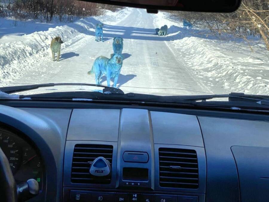 Blue Dogs Russia