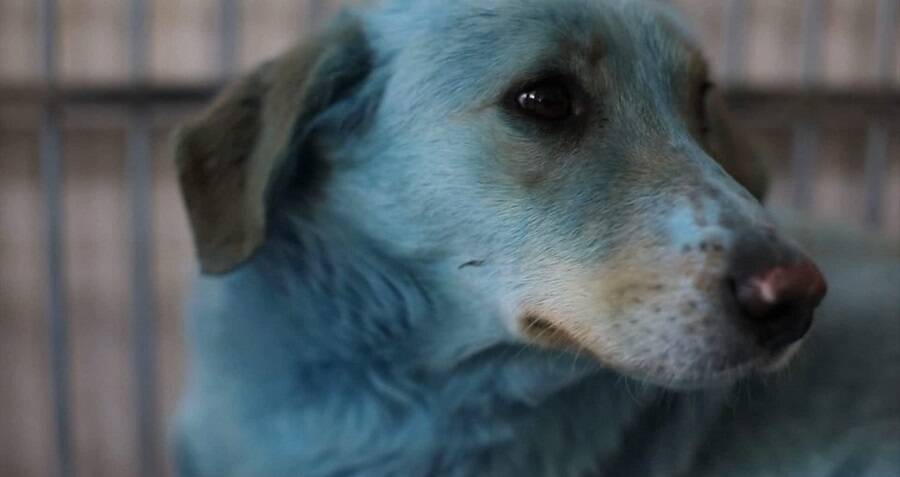 Blue Dogs Found Near Shuttered Russian Chemical Plant