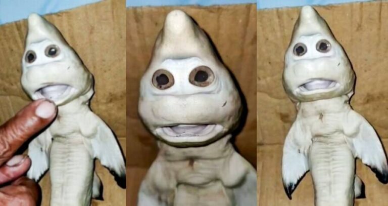 The Mutant Baby Shark