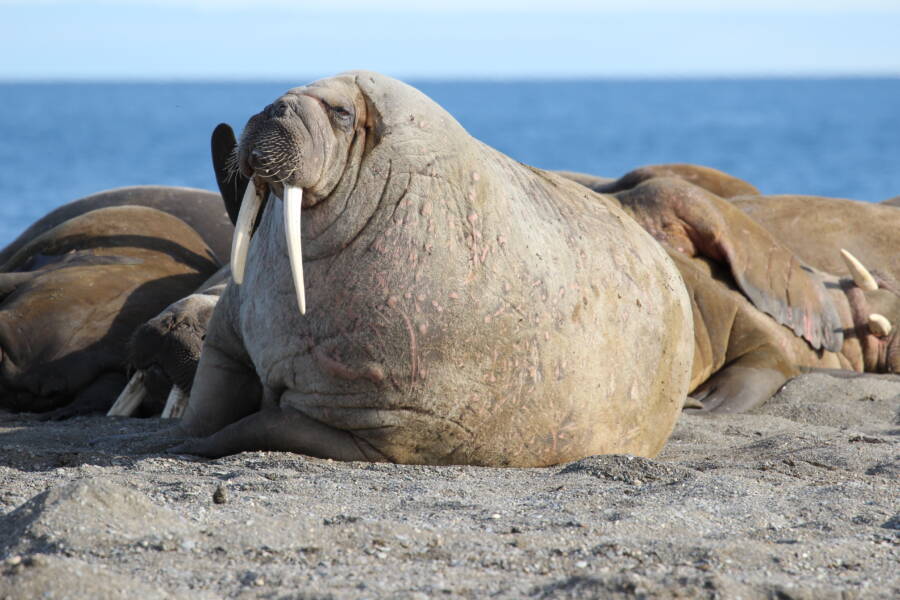 Arctic Walruses