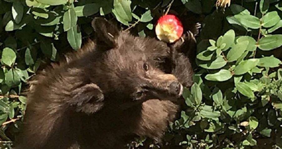 AN UNKNOWN DISEASE IS GIVING BEARS DOG LIKE FRIENDLINESS AND IT S DANGEROUS NOT CUTE visual data 8