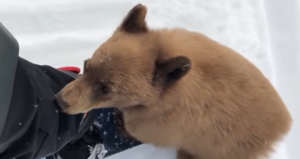 Cub With Snowboarder